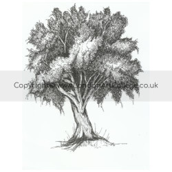 Student pen drawing of a Tree from London Art College's Drawing with Pens Course